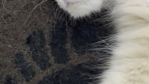 Cat Kneading On Kitten