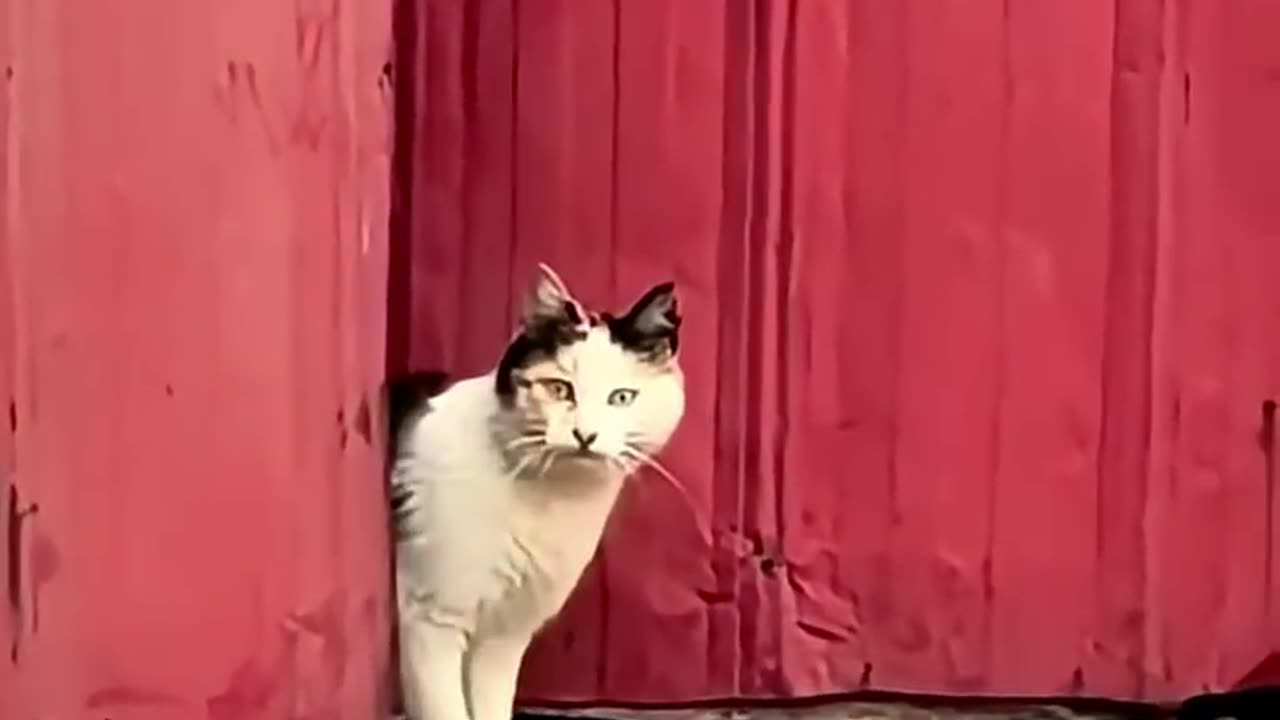 Mother cats are VERY protective and caring.