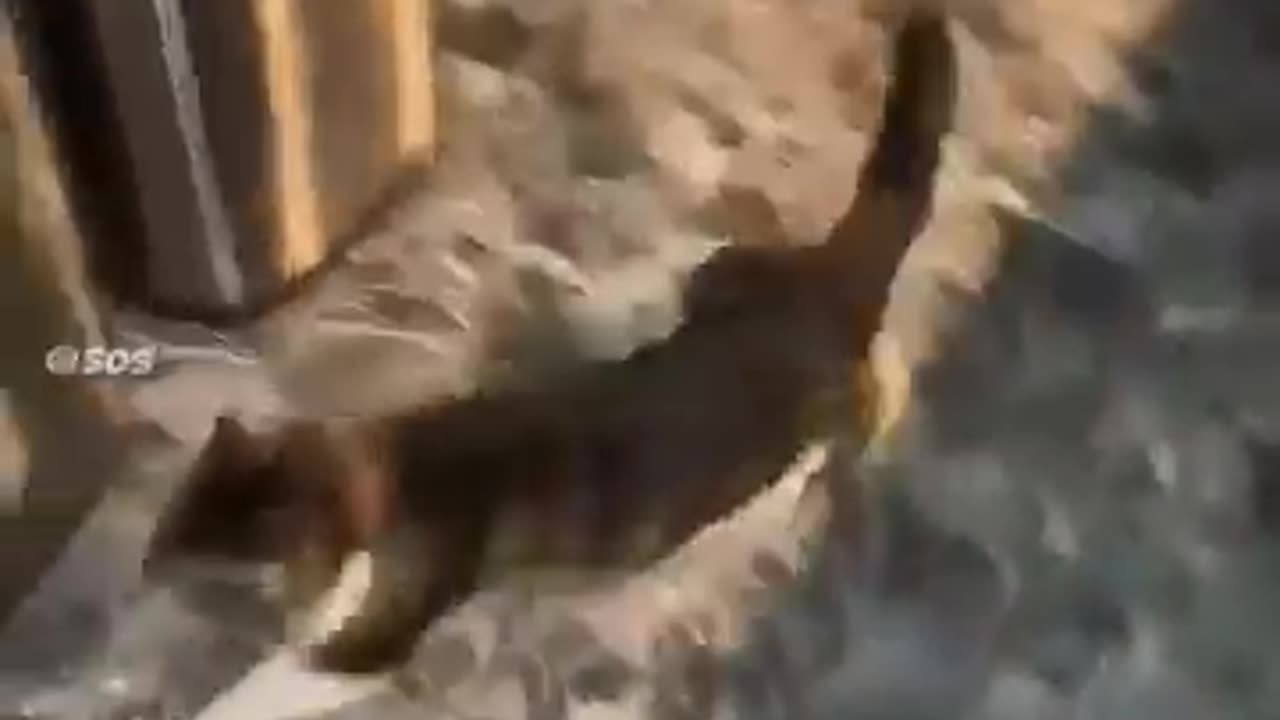 CAT'S FUNNY VIDEO