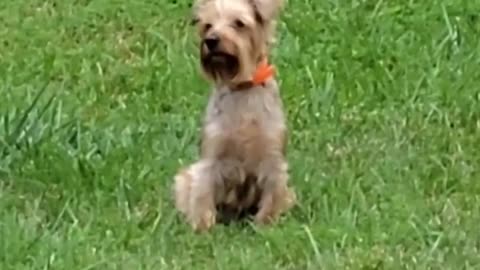 The Good, the Bad, and the Chewy #yorkies #funnydogs