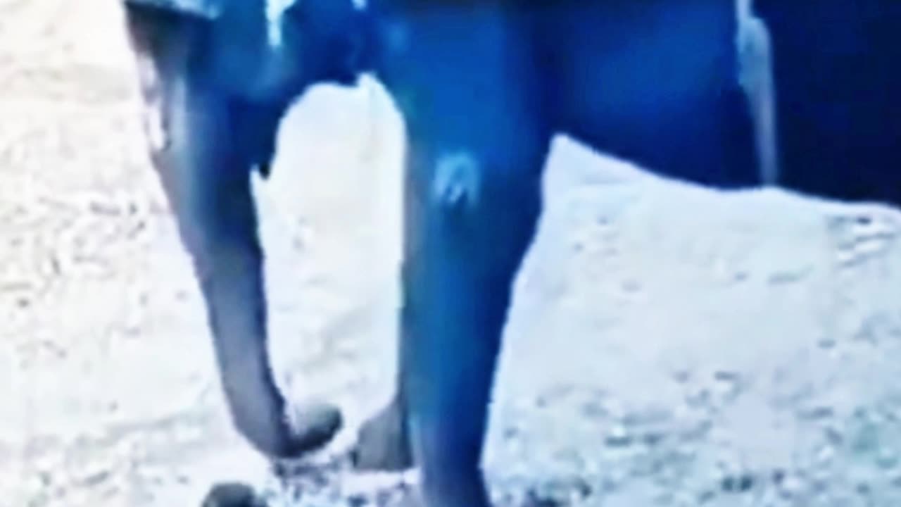 an elephant goes berserk at its mahout, and this is what happens