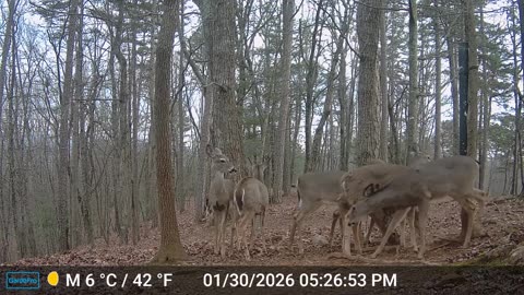 The Woods – 01/31/2026