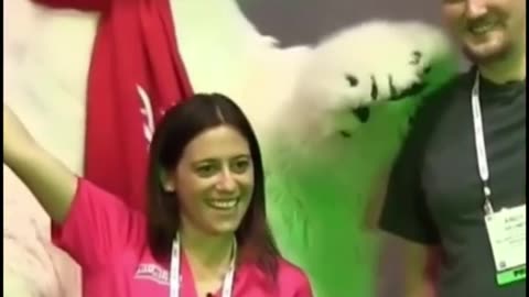 Funniest Animal puppet Compilation That Will Make Your Day