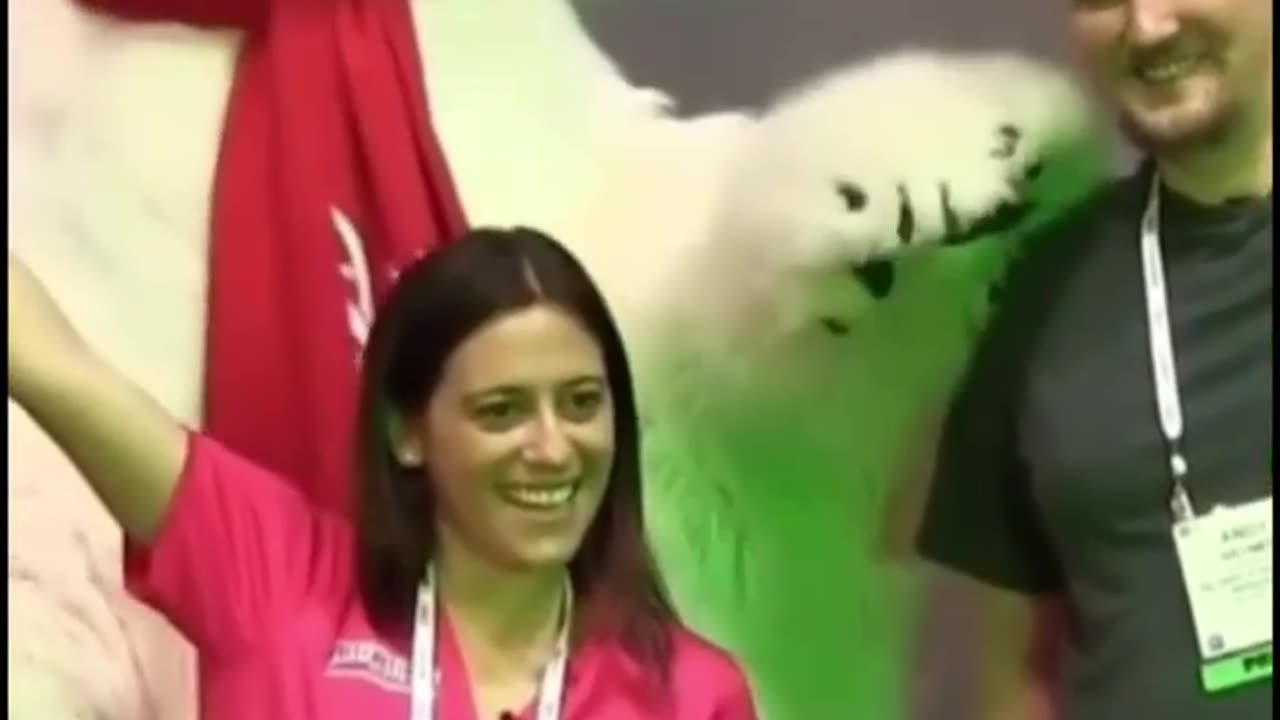 Funniest Animal puppet Compilation That Will Make Your Day