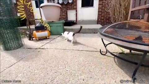 😮✨ Extended Look At A 29-Year-Old Cat – Unbelievable Longevity! | FeedMyCuriosity