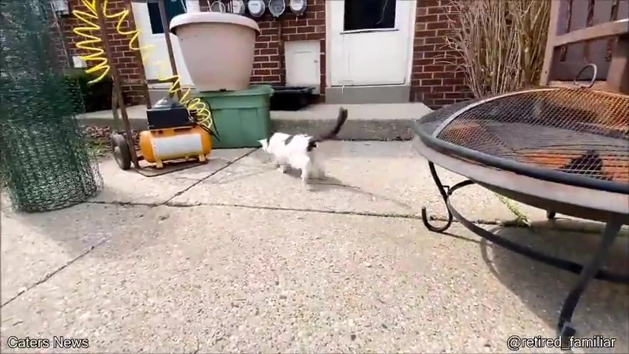 😮✨ Extended Look At A 29-Year-Old Cat – Unbelievable Longevity! | FeedMyCuriosity
