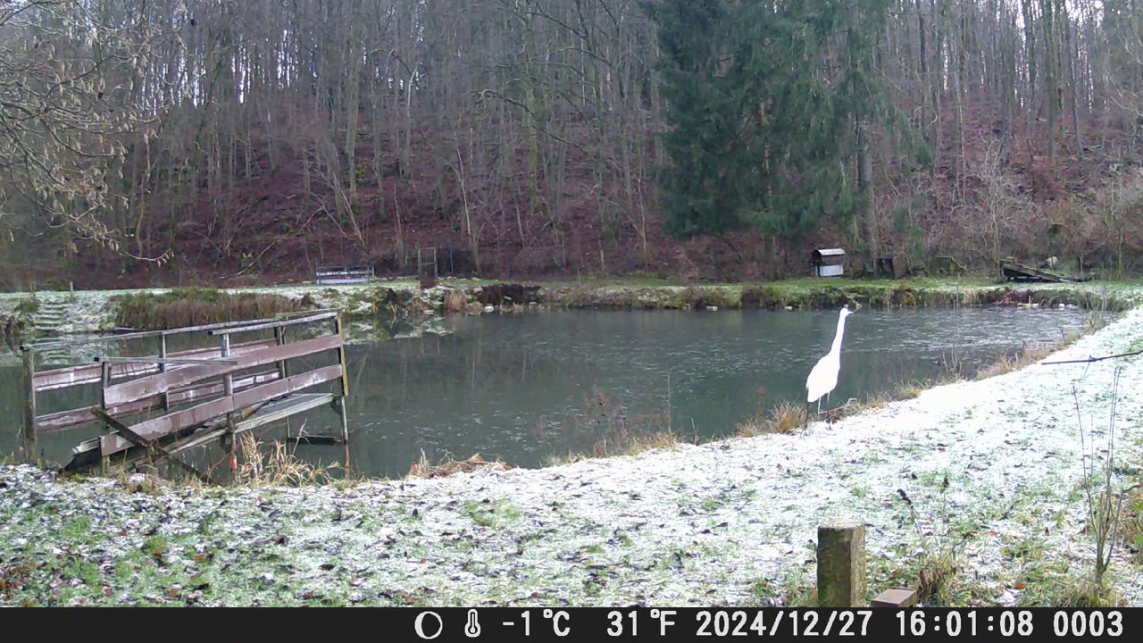 27122024Fischreiher