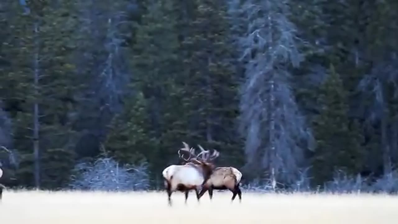 Interesting Animal Moments Caught On Camera !