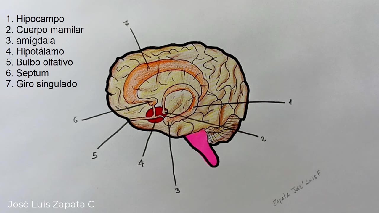 How to draw the Limbic System and its parts (parts in the description)