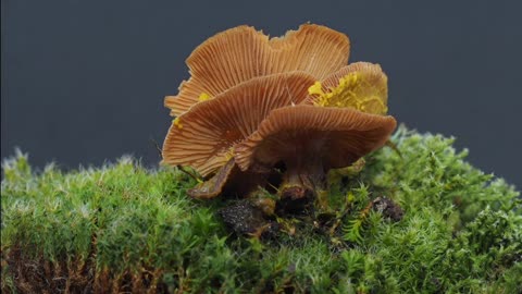 Slime Mold Invades Mushroom