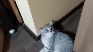 😂🐶 She Hasn't Quite Figured Out the Doors Yet! | FunFM