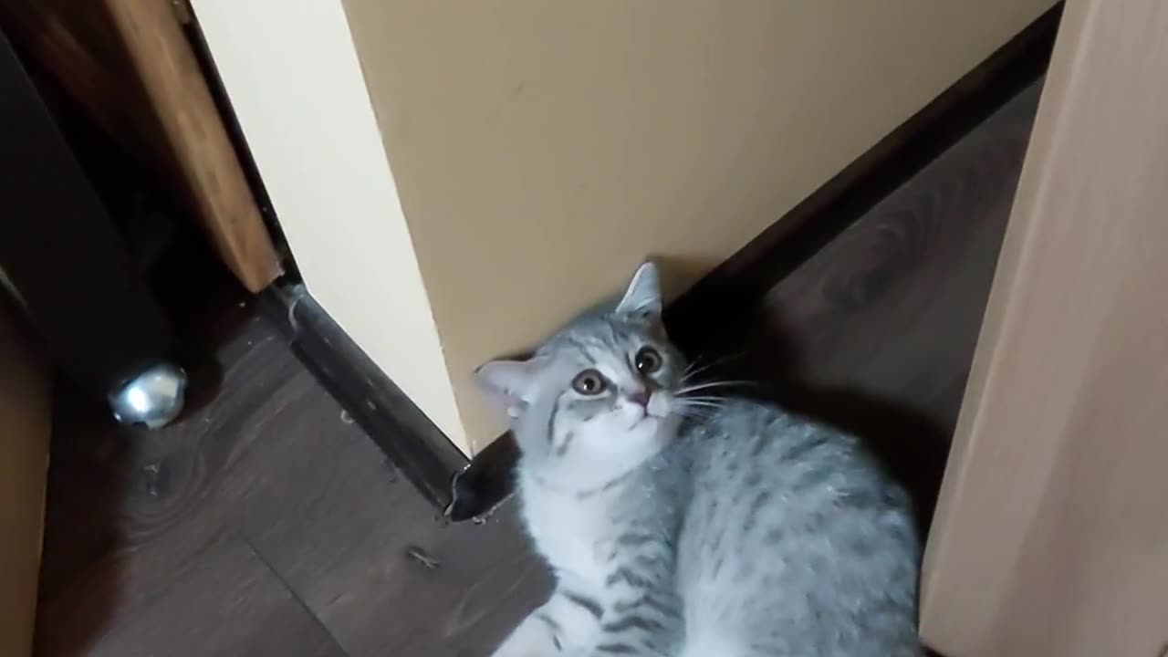 😂🐶 She Hasn't Quite Figured Out the Doors Yet! | FunFM