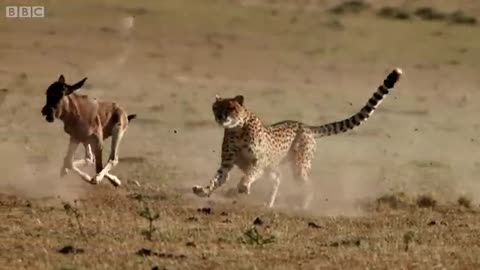 Cheetah_chases_wildebeest___The_Hunt