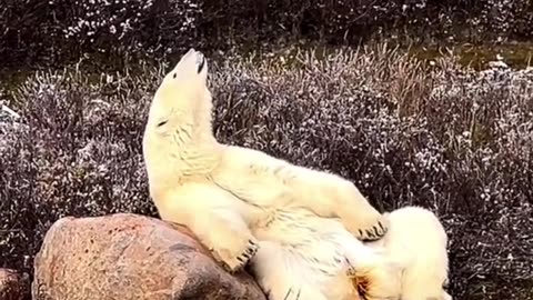 The polar bear is one of nature's most impressive giants