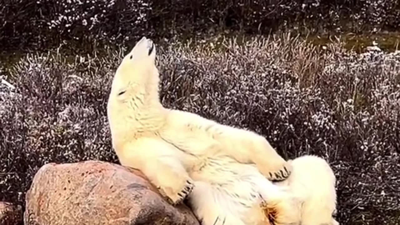 The polar bear is one of nature's most impressive giants