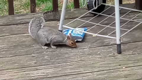 Squirrel Eating Doritos