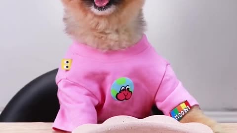 THE GUMMY BEAR AND THE SHEFF PUPPY VIRAL VIDEO