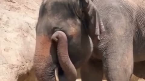 🐘😮 Oddly Satisfying Elephant Eye Rub! | FeedMyCuriosity