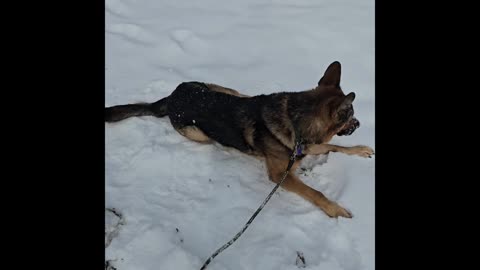 Virgil german shepherd.