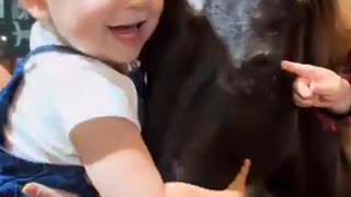 The horse couldn't resist the baby calling to pet