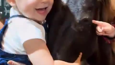 The horse couldn't resist the baby calling to pet