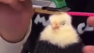 😂🍗 He Might Just Nail That KFC Interview! | FunFM