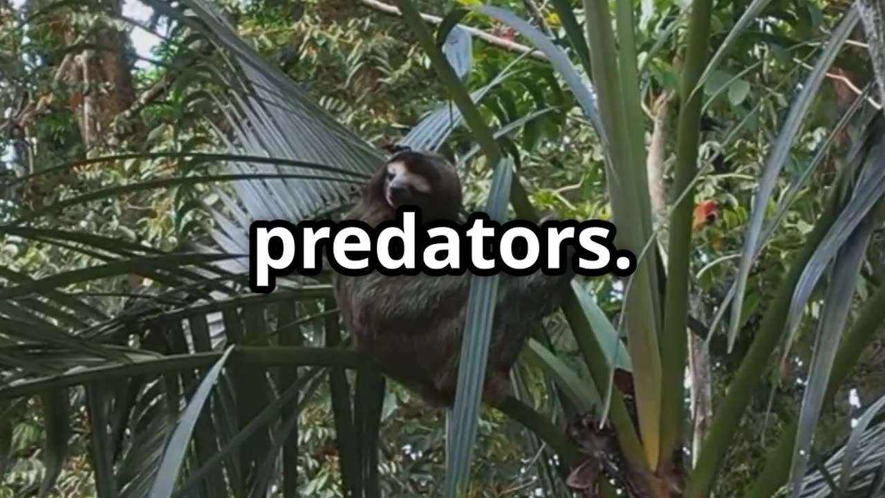 🦥 Sloths The Surprising Breath Holding Champions 🦥