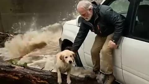 Kind Man Saves a Golden Retriever Pup