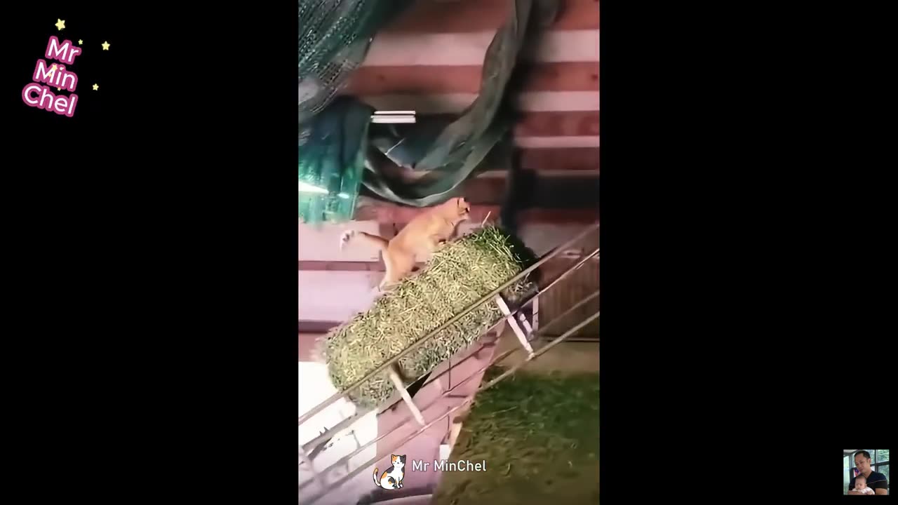 Funniest Animal Videos β Hilarious Cats & Dogs That Will Make You Laugh! πΆπΉ #cat #dog #animals
