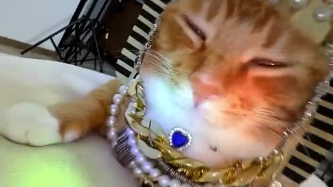 Cutest Dressed Cat Ever 😻 | Funny Cat Fashion Show 2025 | Adorable Kitty Moments