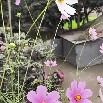 cosmos flower awesome just