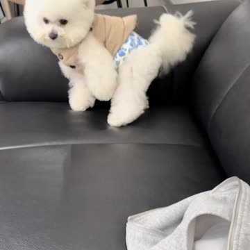Cute Puppy Playing