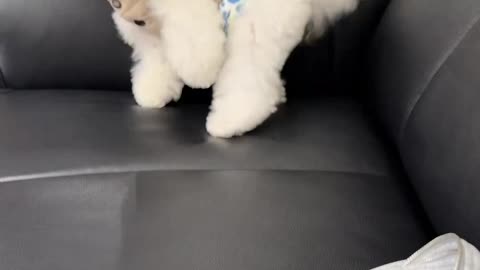 Cute Puppy Playing