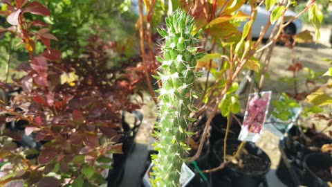 Whats Available at the market 04/01/2026 Grantville