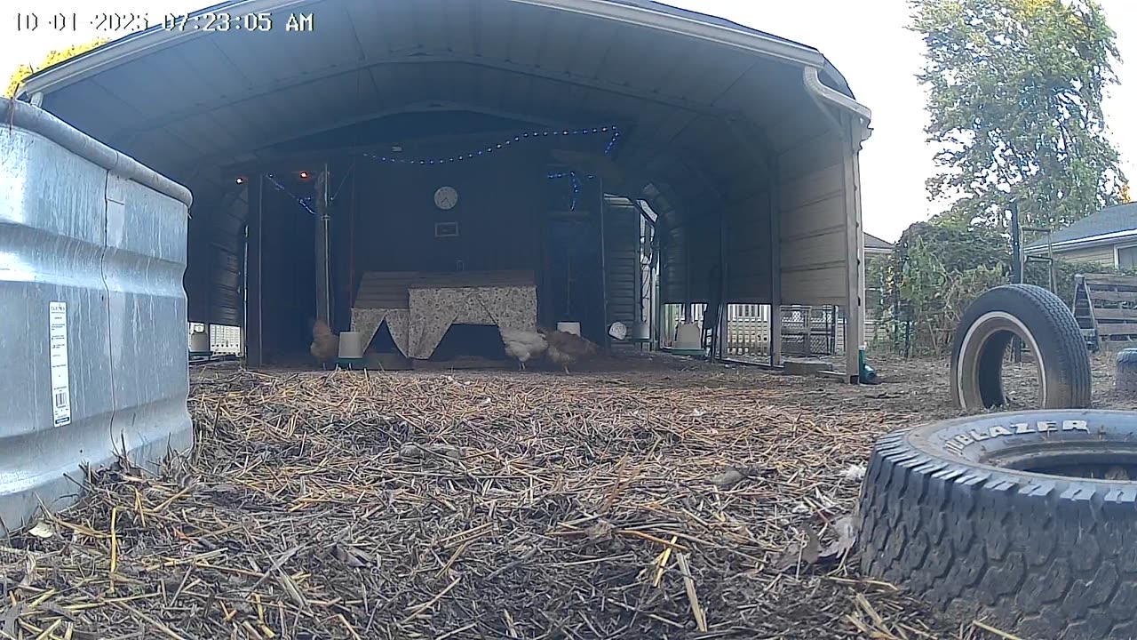 Breakfast Time, Then Off To Work They Go!