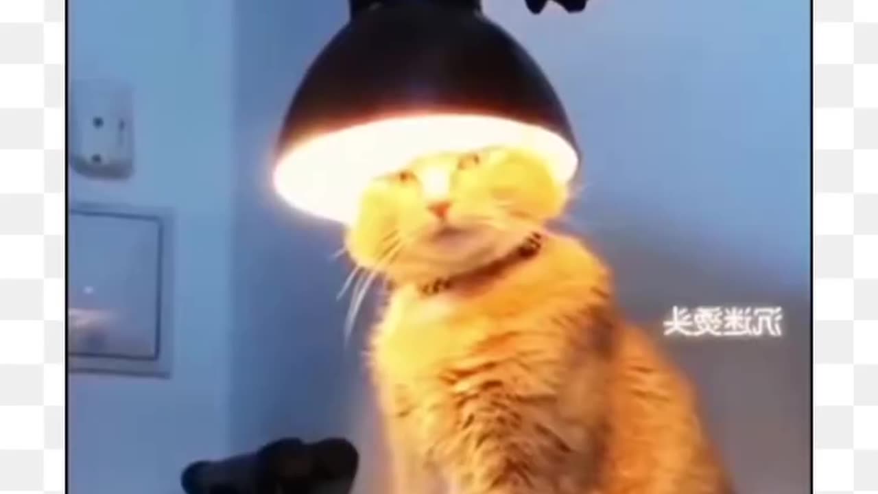 #cats playing with fire 🔥🐱