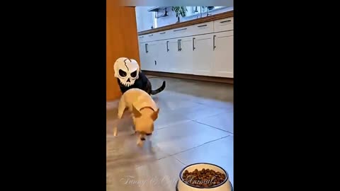 *Funny & Cute Animals*