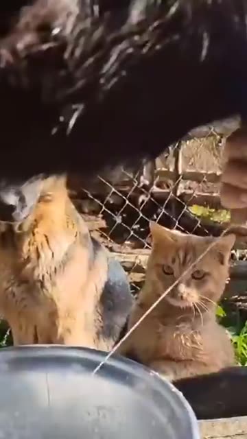 raw milk makes you stronger