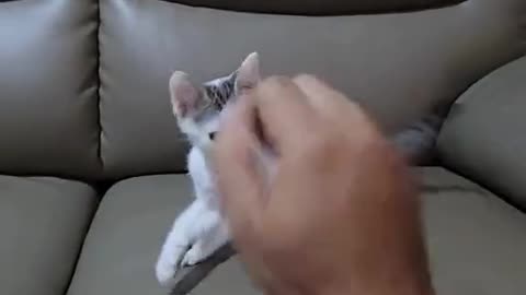 Cat Fighting