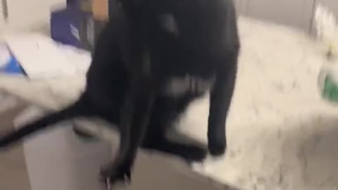 Cat Freaks Out In Bat Wings