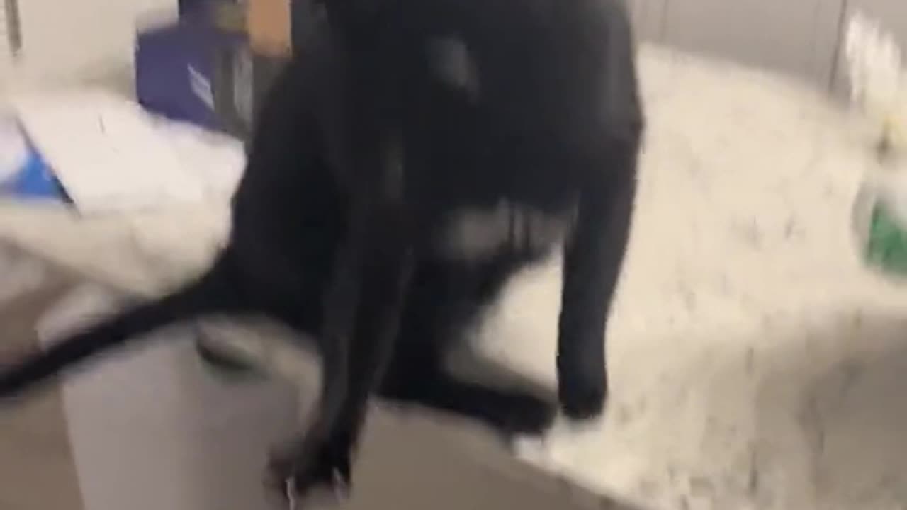 Cat Freaks Out In Bat Wings