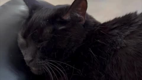 Cute Precious Piper Takes a Lap Cat Nap - Adopting a Cat from a Shelter Vlog #shorts