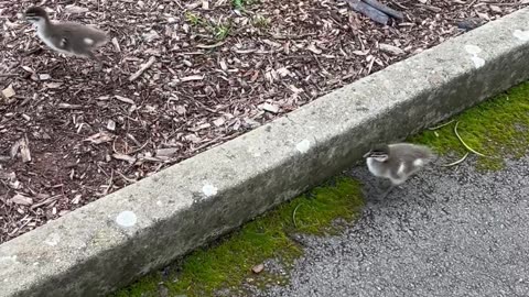 Papa Duck Protecting Babies From Uni Student