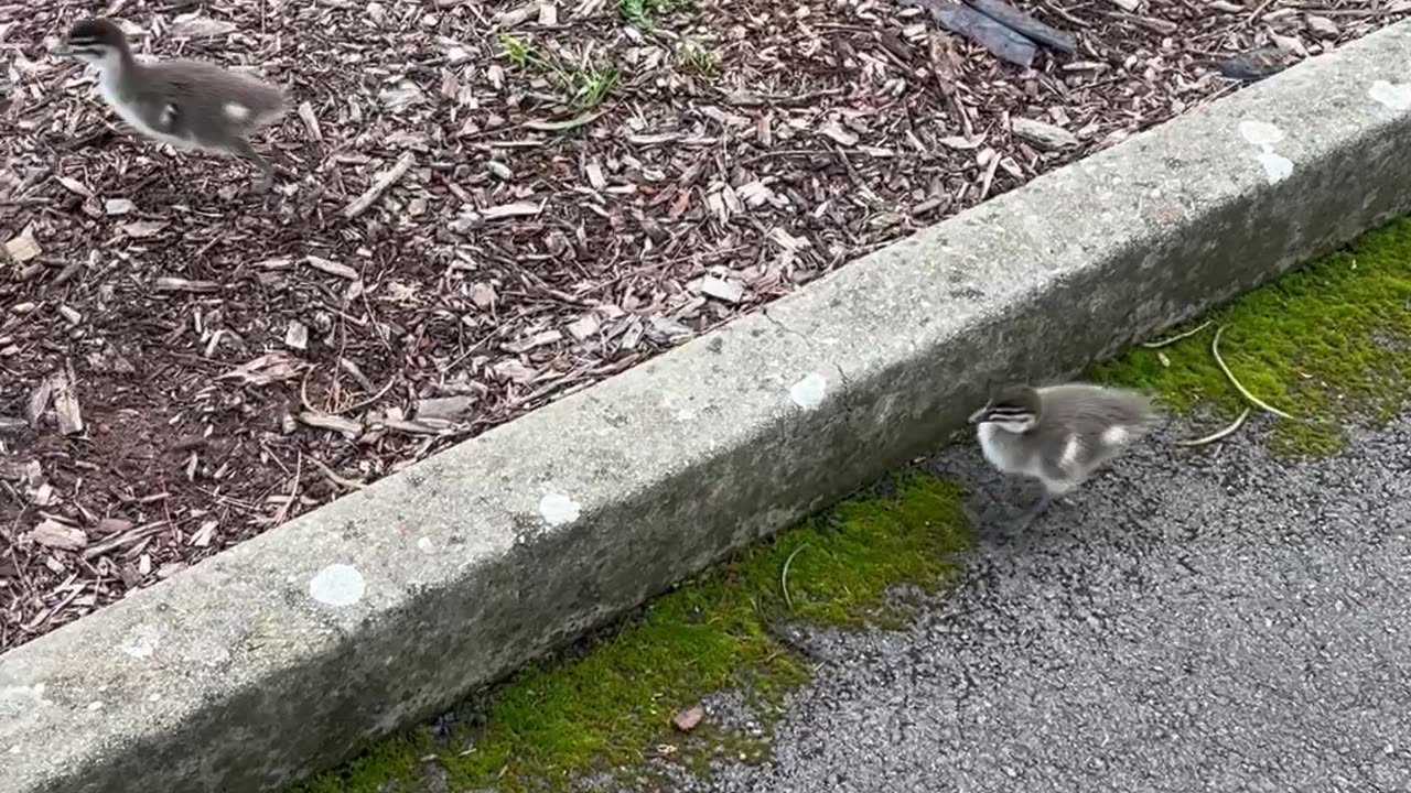 Papa Duck Protecting Babies From Uni Student