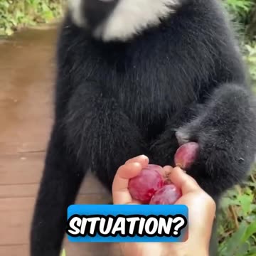 Black Monkey Reunites With His Old Friend