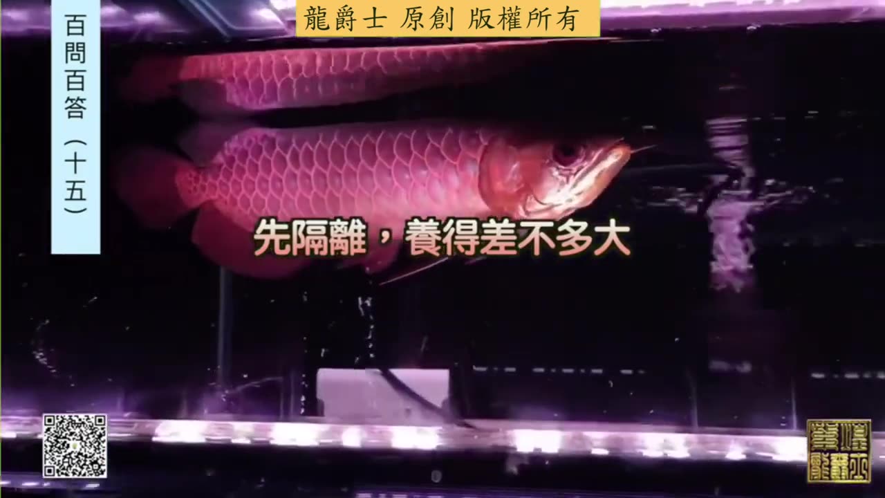 【龍爵士】千問千答 Q153 龍魚大隻咬小隻，要先隔離還是關狹小空間呢