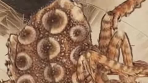 The Tsuchigumo (Japanese Earth Spider) is a Yokai that will spin you in it's web of evil!