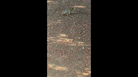 Squirrel 🐿️ #squirrel #shorts #viral #trending #followme