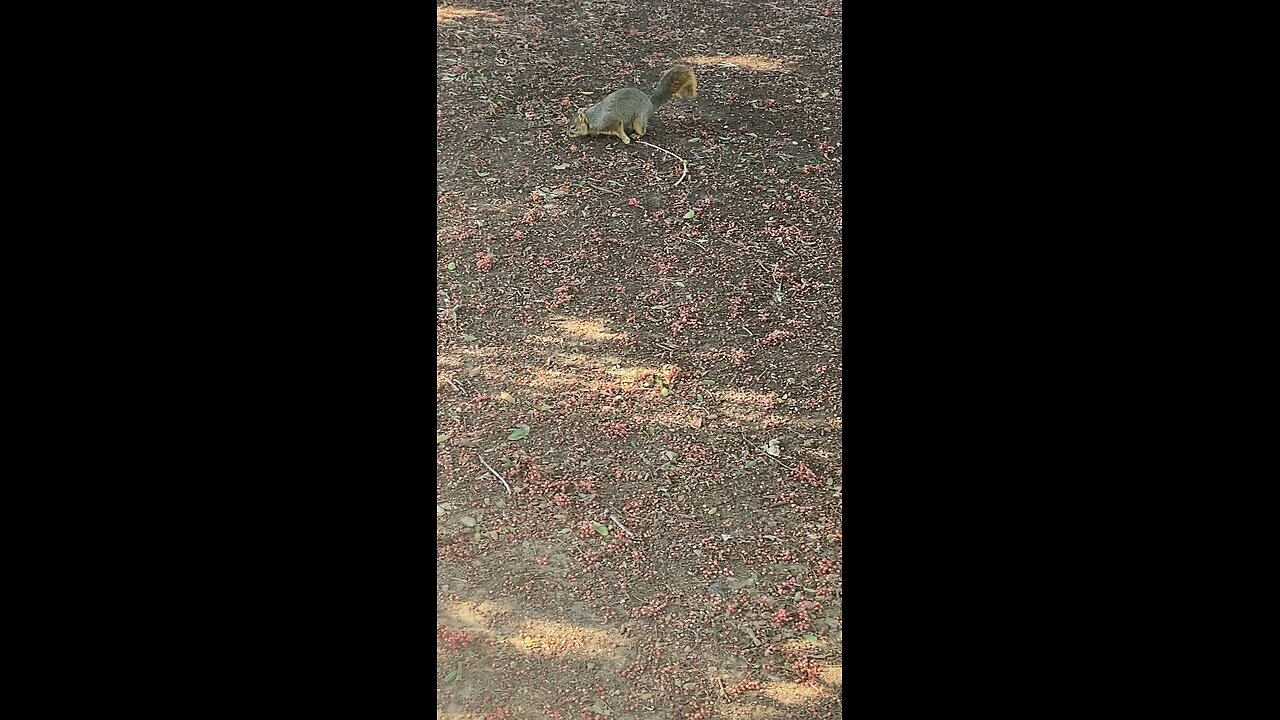 Squirrel 🐿️ #squirrel #shorts #viral #trending #followme