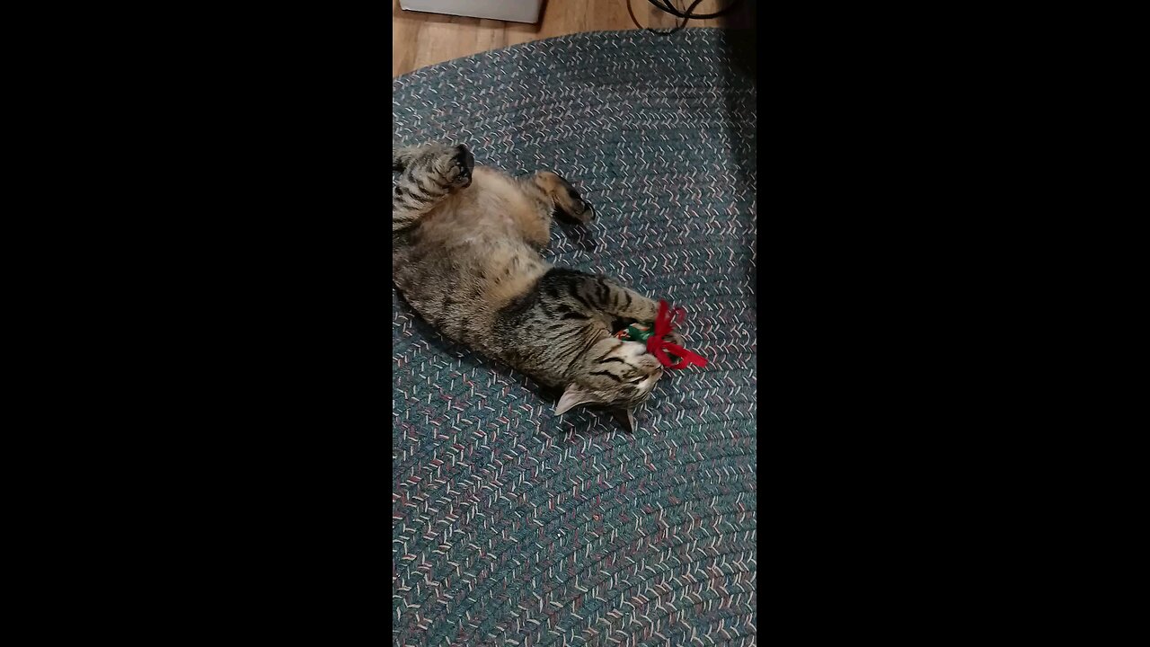 catnip Kitty's first time